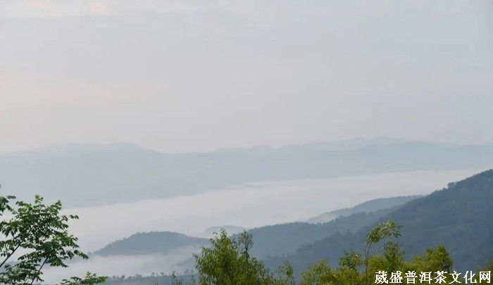 《云南茶界名人錄》︱張明春：茶葉、藝術(shù)、文化，三者并行齊力助推云茶發(fā)展